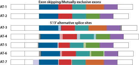 Alternative splicing events and transcript structures