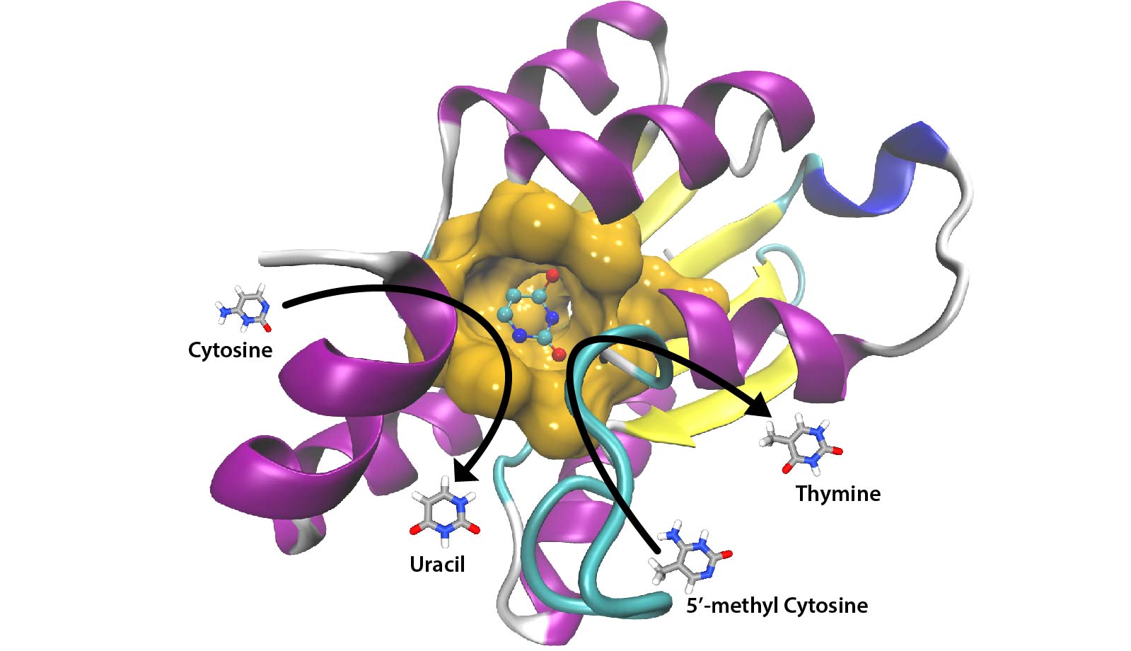 Structural comparison of enzyme binding sites