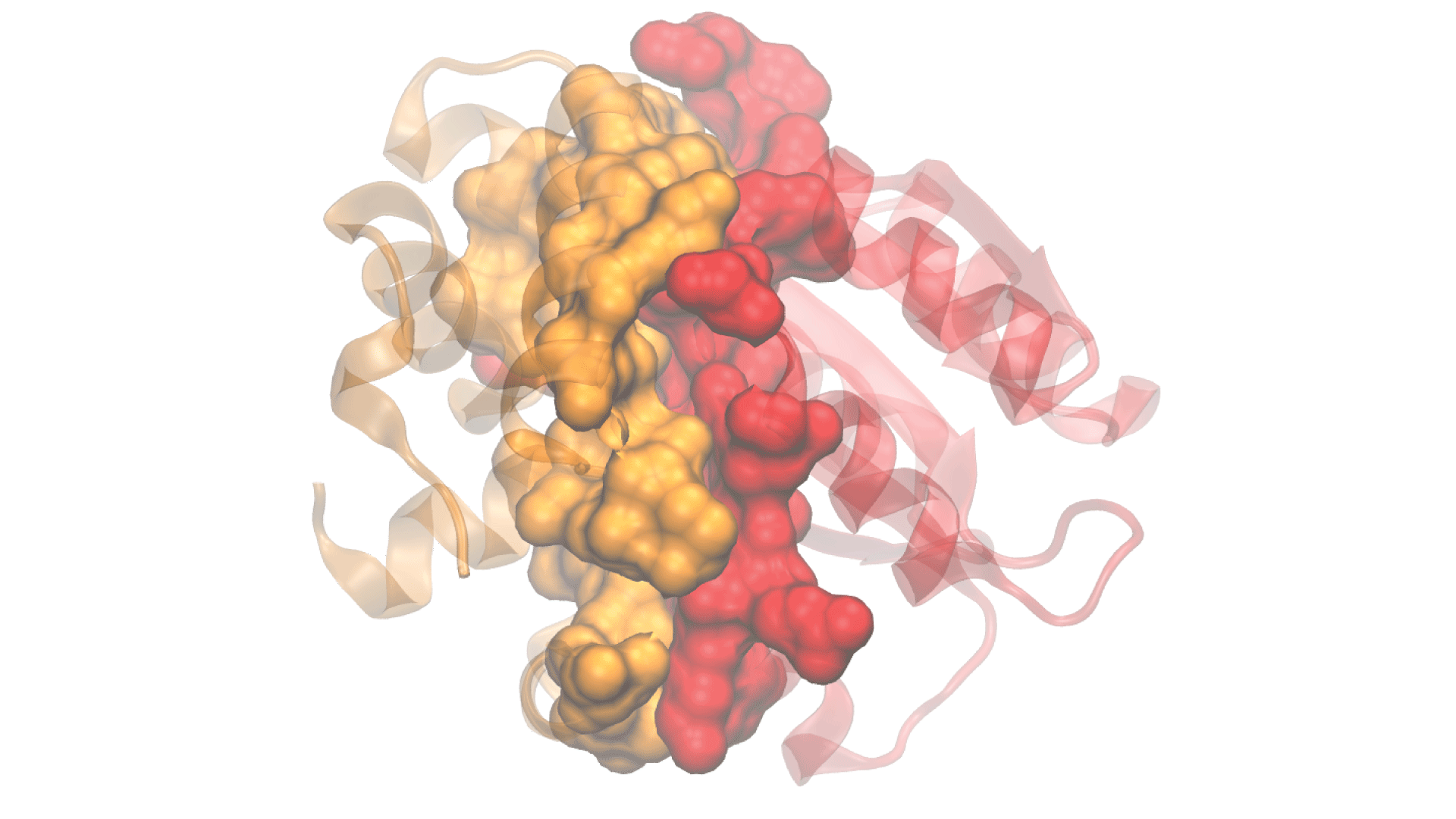 A multidomain protein structure and its interface